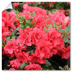 Azlea japonesa 'Princesse Deborah'